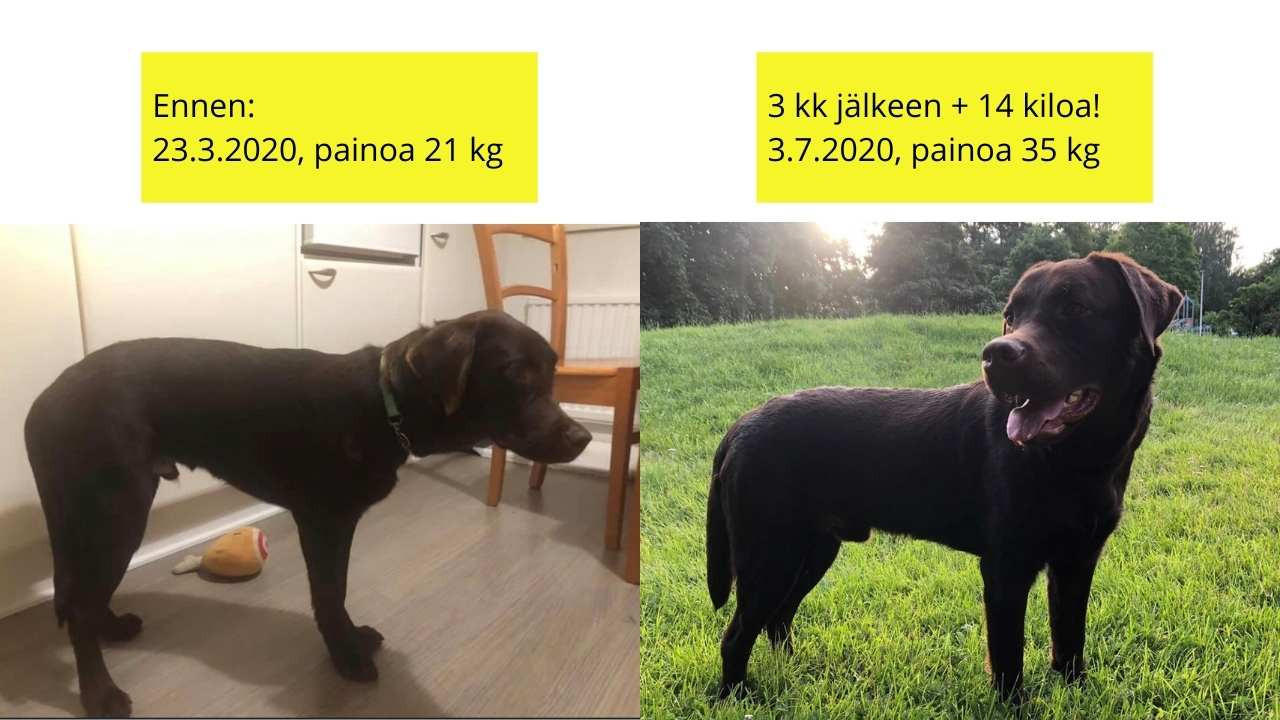 apua allergiaan ja kutinaan