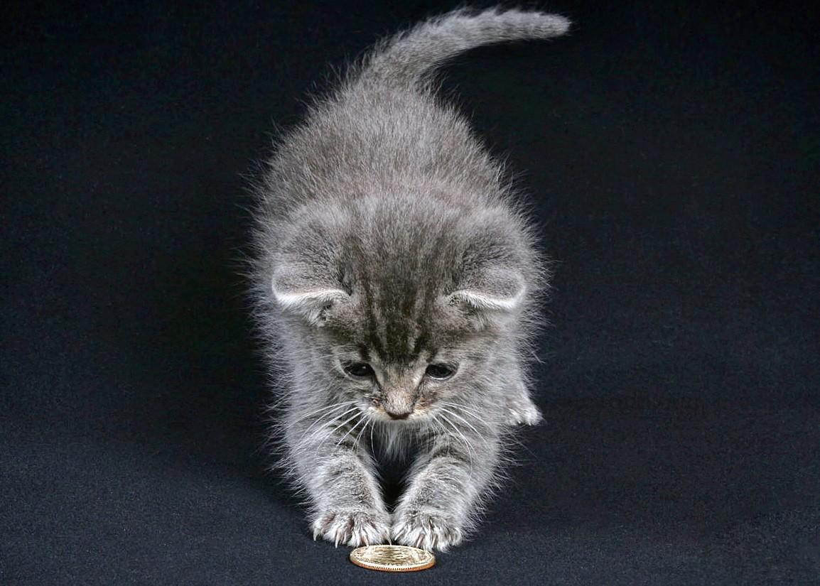 Kitten with Quarter