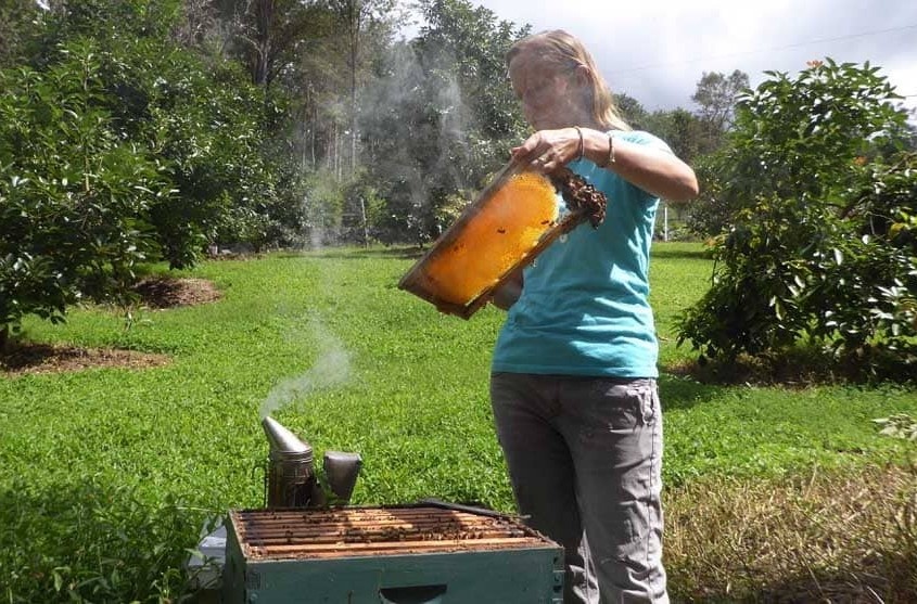 beekeeper no veil in Hawaii