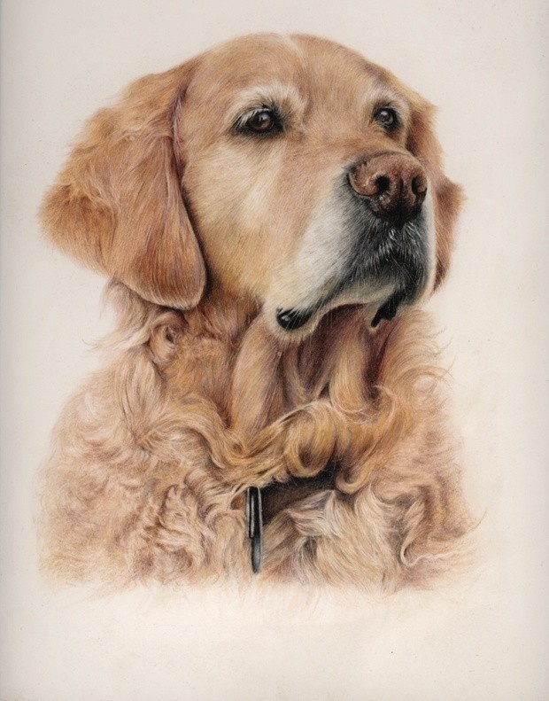 Golden Retriever - Step by Step Guide - Patreon - Bonny Snowdon Fine Art