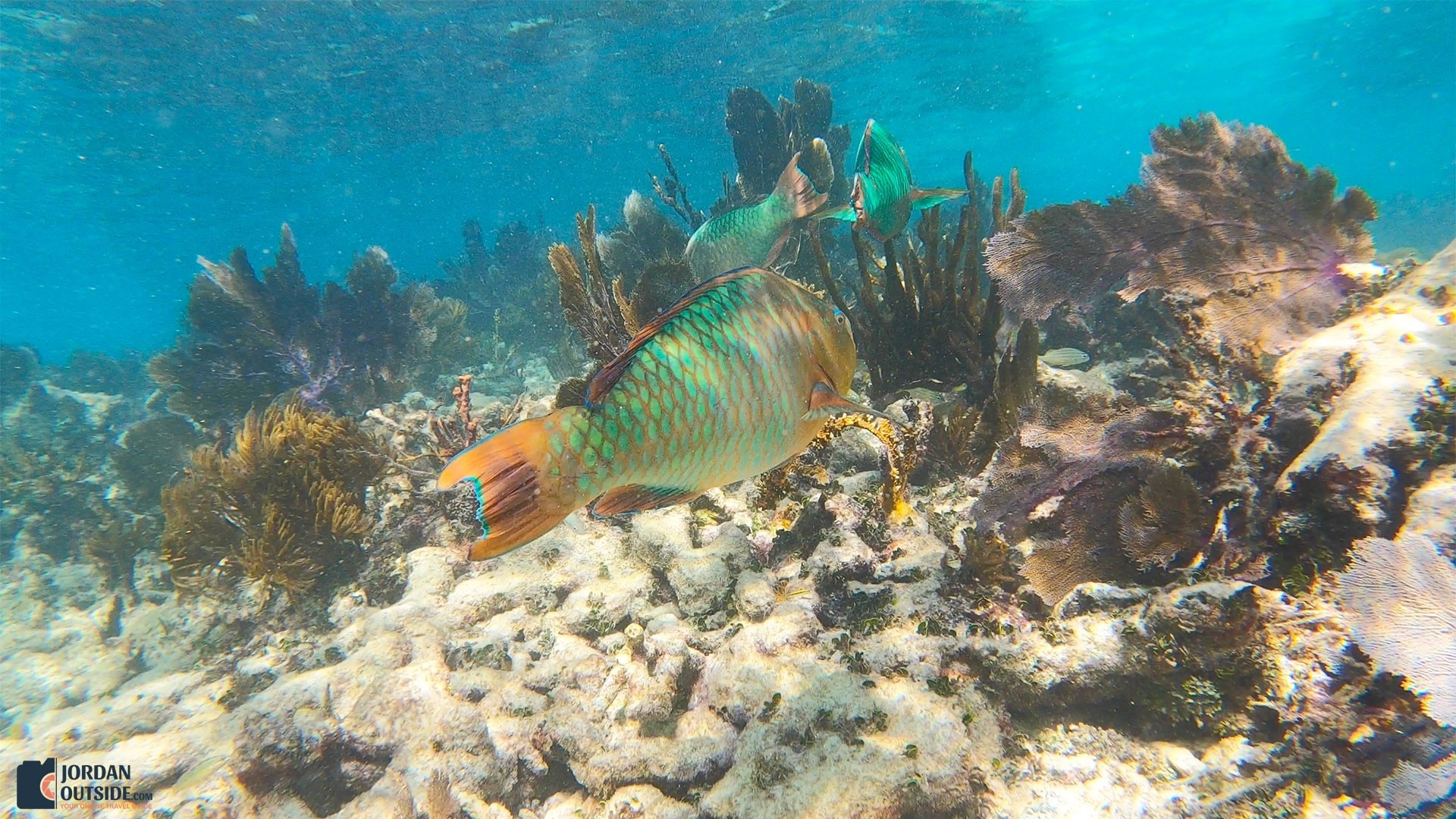 Parrot Fish at the Grecian Rocks Coral Reef