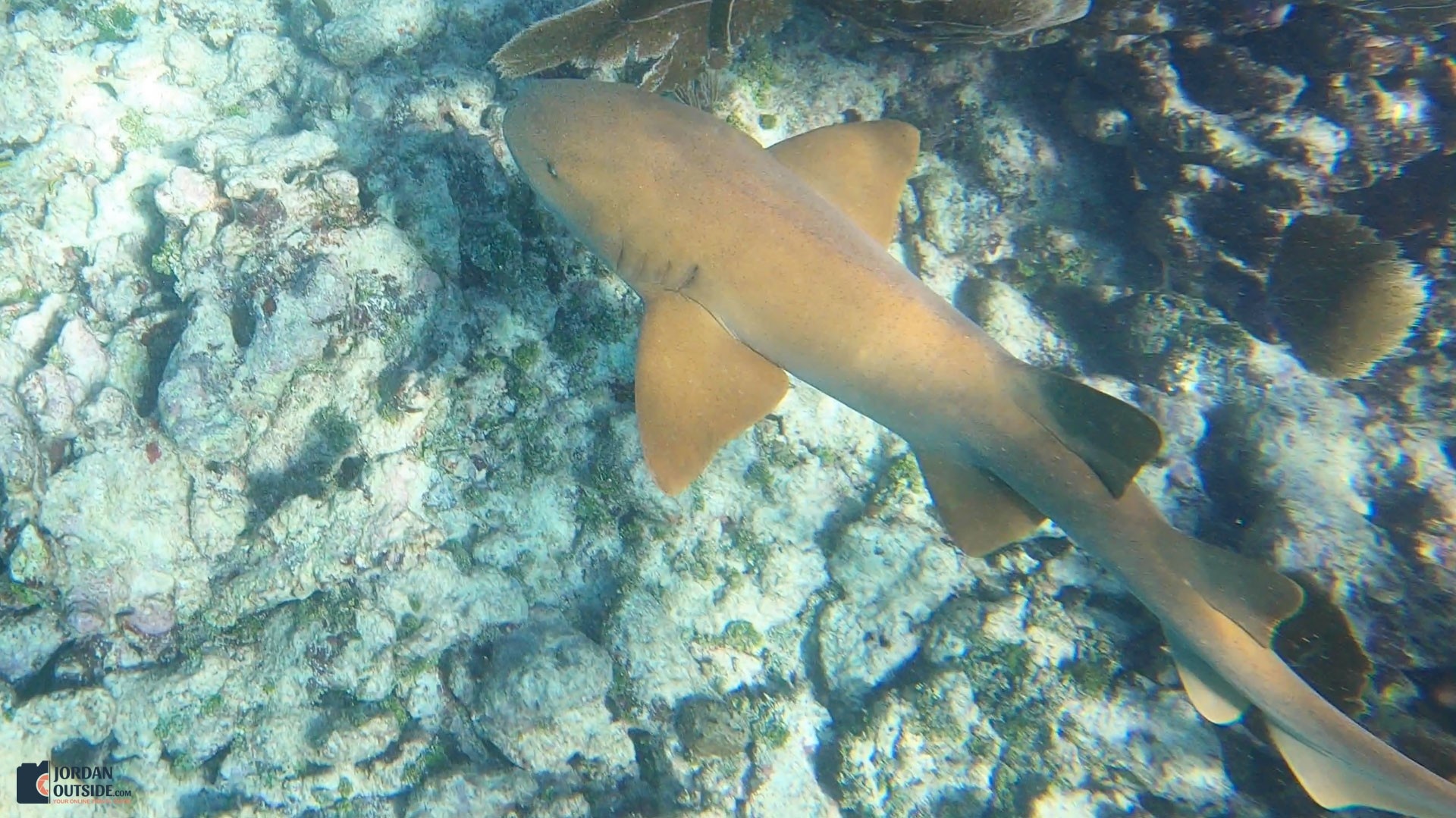 Reef Shark at the Grecian Rocks Coral Reef