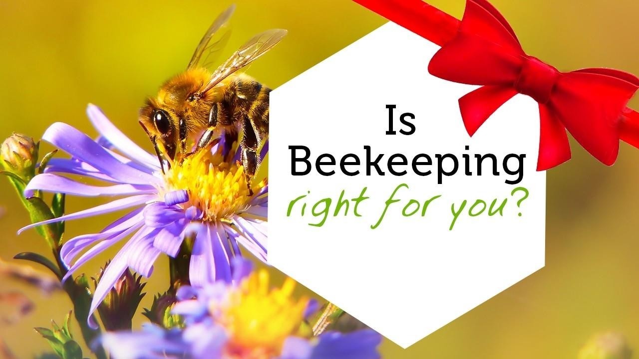 Intro to beekeeping online class image