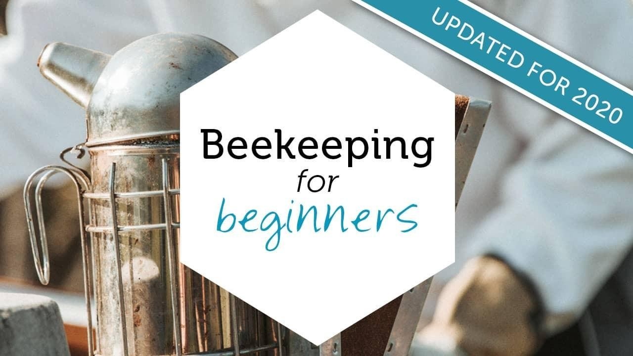 beekeeping for beginner online class image