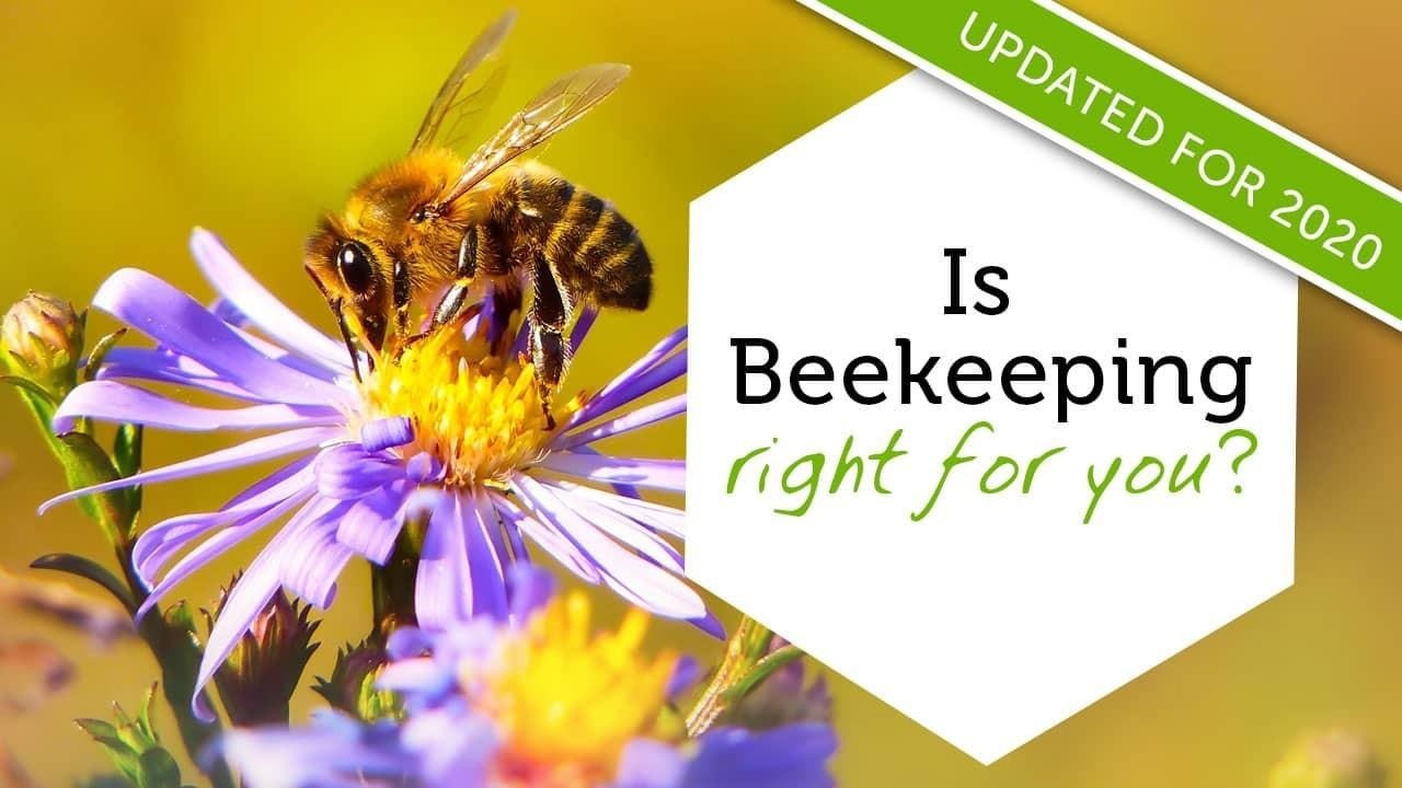 Intro to beekeeping online class image