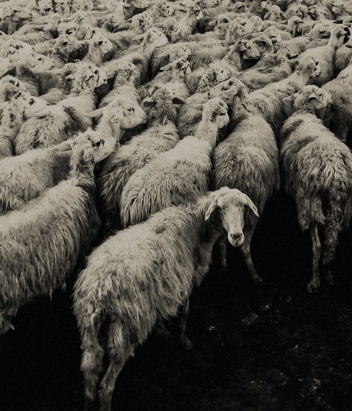 Sheep herd
