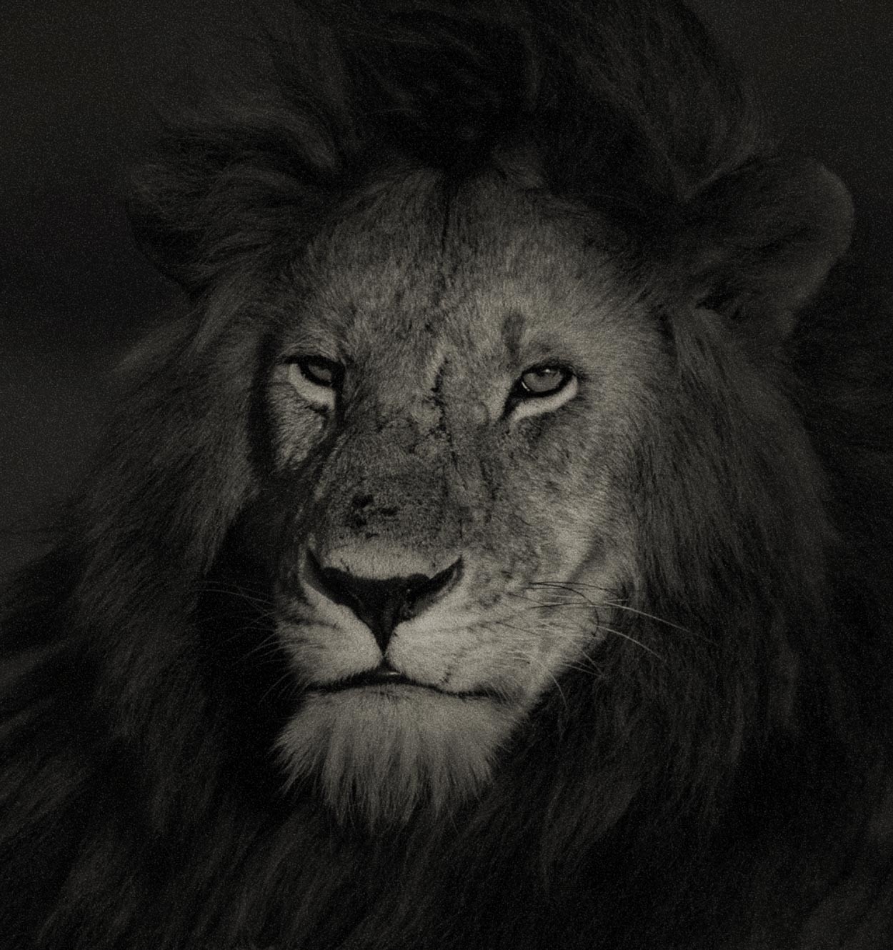 close-up lion looking calm and proud