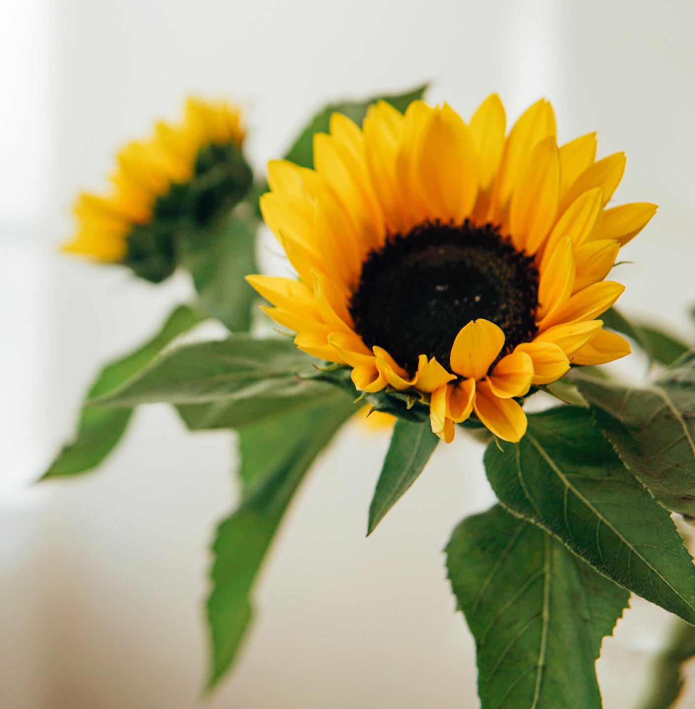 sunflowers and green leaves