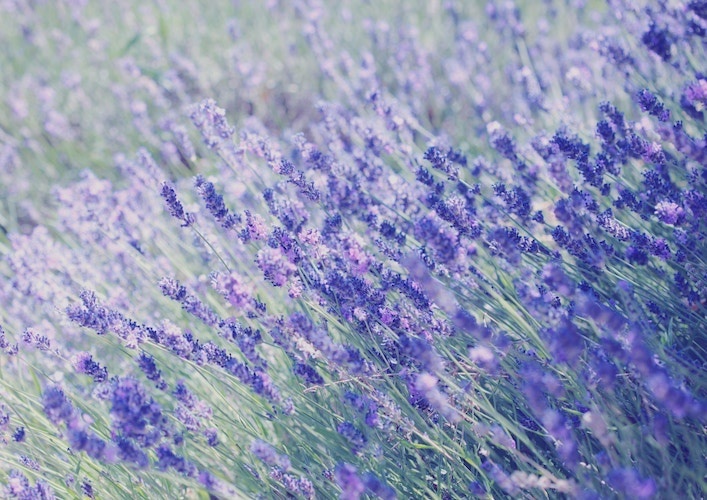 field of purple flowers