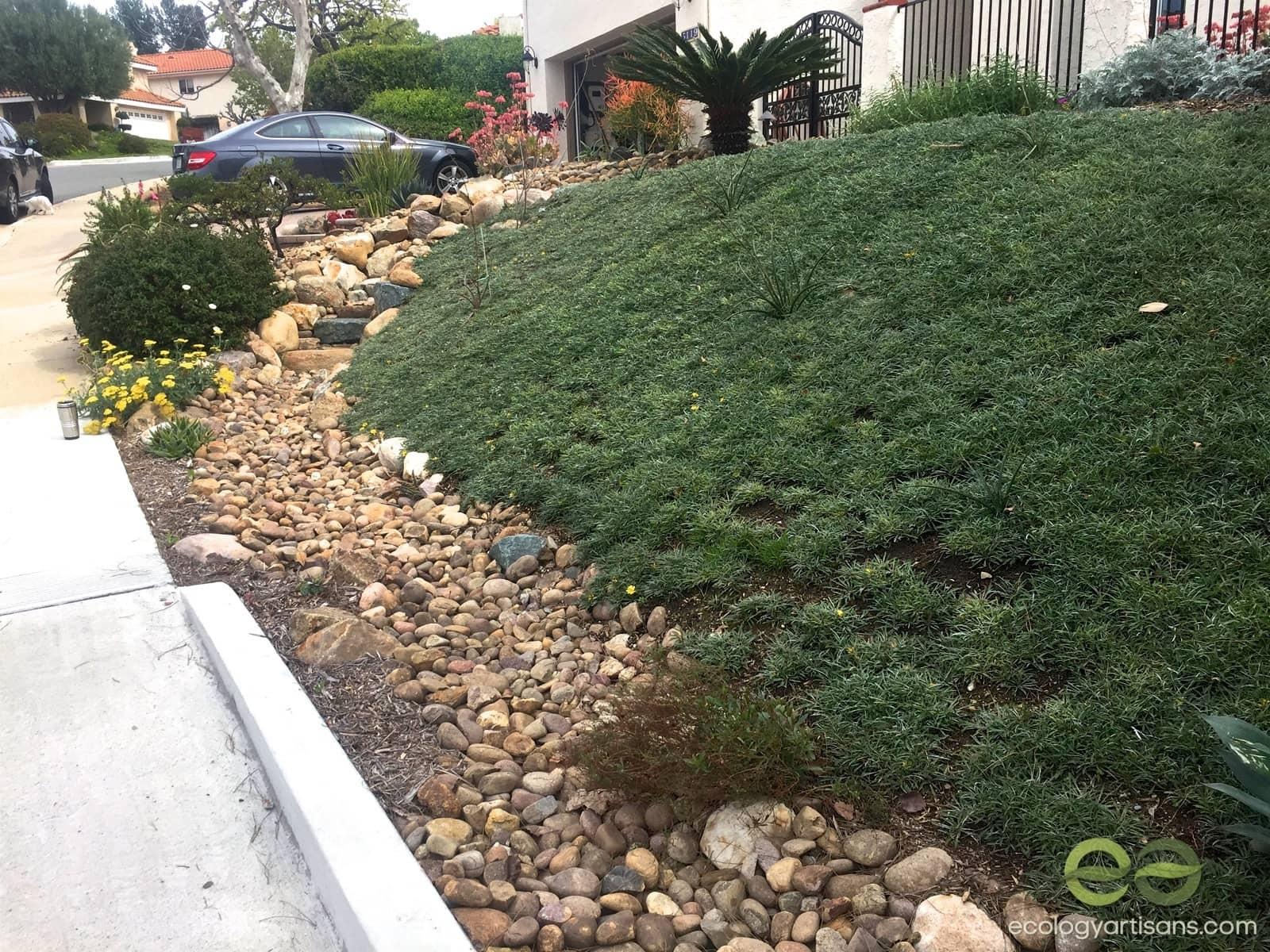 Portfolio Rainwater Harvesting Front Yard Using Silver Carpet Ground Cover